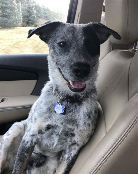 REHOMED! Bandit - Blue Heeler German Shorthaired Pointer Mix Puppy Englewood Colorado