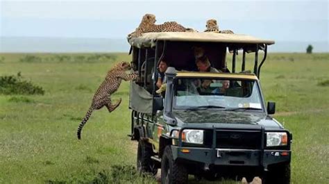 Game Drive Safari in Maasai Mara National Reserve | Kenya Safaris