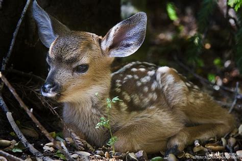 Mule Deer Fawn | Mule deer, Animals, Animals wild