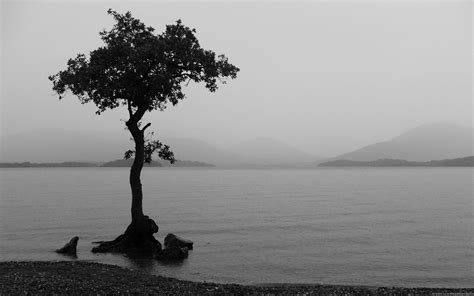 Download Nature Earth Lake Lonely Tree Tree Photography Black & White HD Wallpaper