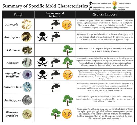 Types of Mold | Miami Mold Specialists | Miami Mold