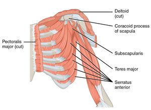 Coracoid process - Wikipedia