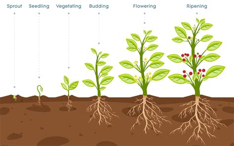 Plant Growth Stages: An Overview - AGrowTronics - IIoT For Growing