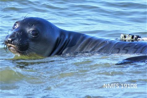 Learning To Swim, Elephant Seal Style - Natural Reserve System