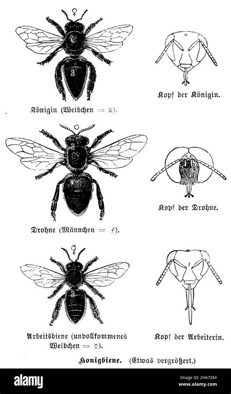 Drone Bee Vs Worker Bee