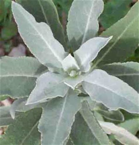 Salvia apiana - White Sage (seed) | Herbalistics