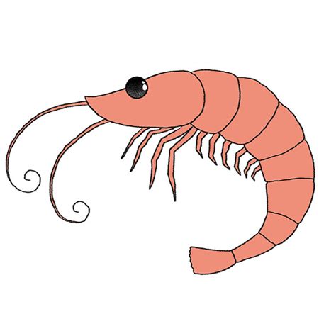 Cute Shrimp Drawing