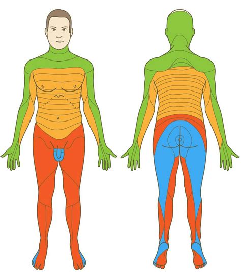 Dermatomes - e-Anatomy - IMAIOS