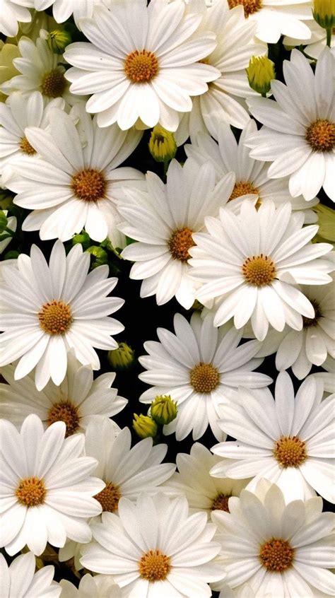 20 Excellent daisy flower wallpaper aesthetic You Can Save It At No Cost - Aesthetic Arena