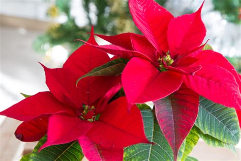 Poinsettia Care & Growing Guide | Jung Seed’s Gardening Blog