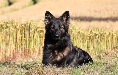 German Shepherd Colors: A Complete List Of All 13 Recognized Coat Colors – All Things Dogs