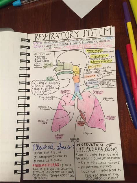 Anatomy Notes Template