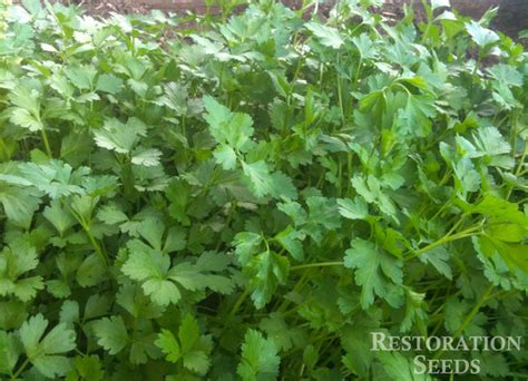 italian parsley, Organic | Restoration Seeds