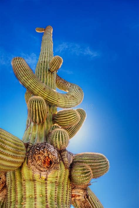 Saguaro Cactus and Bird Nest Stock Image - Image of bird, thorns: 12776947