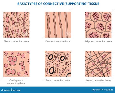 Connective tissue stock vector. Illustration of biology - 212926191