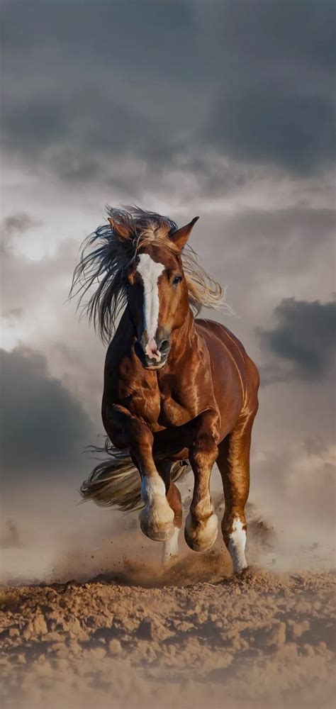 537 Running Horse Wallpaper Hd Free Download Images - MyWeb