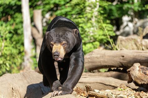 Sun bear also known as a Malaysian bear Photograph by Artush Foto - Fine Art America