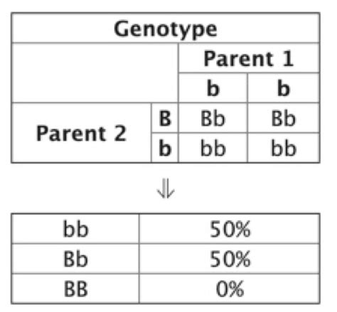 Heterozygous Punnett Square