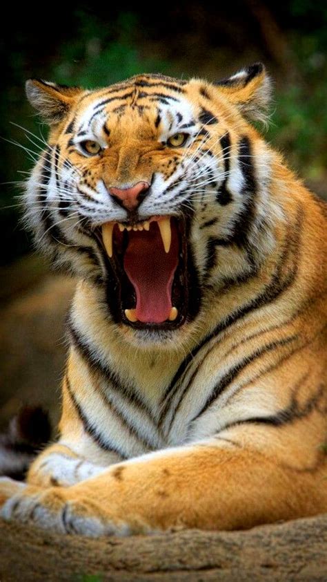 Angry Tiger Face Hd Wallpaper - Infoupdate.org