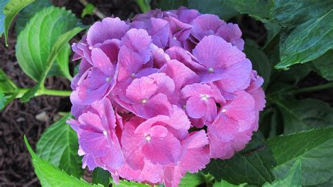 Hydrangea love the color!!! | Flowers, Hydrangea, Plants