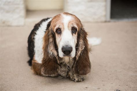 Basset Hound Grooming: Tips on Shedding, Bathing and More