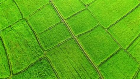 171 Sri Lanka Rice Cultivation Stock Video Footage - 4K and HD Video Clips | Shutterstock