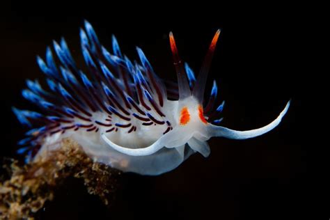 Stunning Photos Of Tropical Sea Creatures Will Make You Rethink How You Feel About Slugs | HuffPost