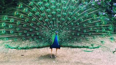 If a Peacock Loses His Tail Feathers, Do They Grow Back? | HowStuffWorks