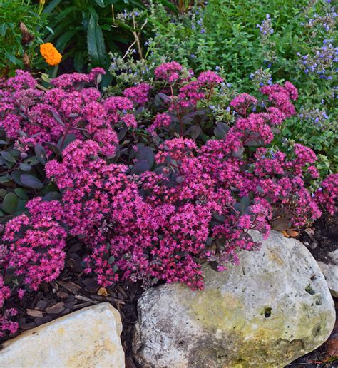 Garden With Drought Tolerant Creeping Sedum Stonecrop