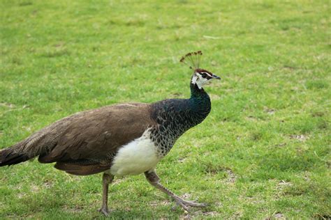 Free stock photo of female, peacock