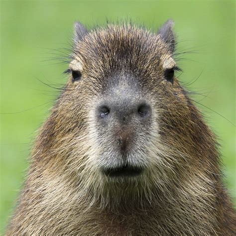 Capybara | Perpheads Forums