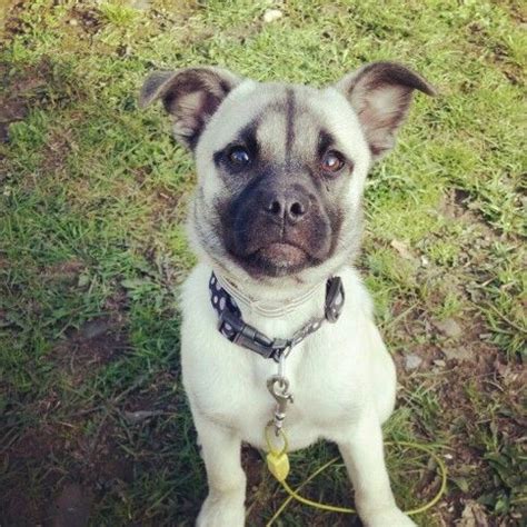 Hug Dog (Pug X Husky Mix) Info, Temperament, Training, Puppies, Pictures