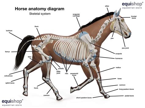 Refrigerar espiritual Depresión horse leg anatomy bones Apariencia esconder India