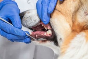 How To Prevent Periodontal Disease in Dogs | SeattleVet