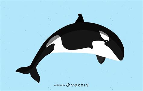 Killer Whale Vector Image Vector Download