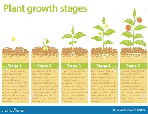 Plants Growing Infographic. Plants Growing Process. Plants Growth Stages Stock Vector ...