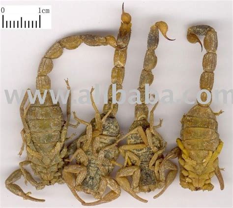 Dried Scorpion/ Live Scorpions/ Scorpion Venom products,Hong Kong Dried Scorpion/ Live Scorpions ...