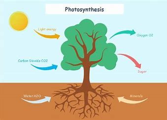 How is Transpiration Related to Photosynthesis: A Guide for Plant Lovers