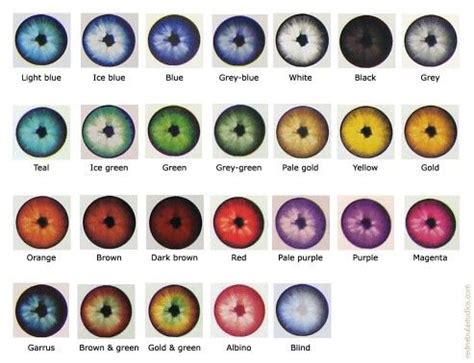 Best 25+ Eye color charts ideas on Pinterest | Baby eye color chart, Character description and ...