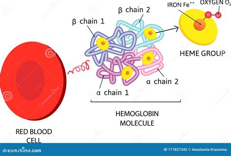 Vector Medical Icon Erythrocyte Red Blood Cell. Hemoglobin Molecule Stock Illustration ...