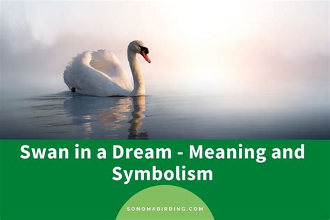 Swan in Dream: 20+ Scenarios and their Meanings - Sonoma Birding