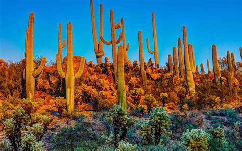 Arizona's Saguaro National Park Had to Microchip Its Cacti Because They Keep Getting Stolen