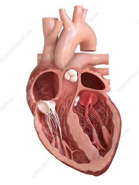 Human heart valves, cross section illustration - Stock Image - F020/7910 - Science Photo Library