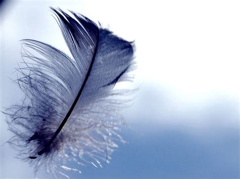 Feather Wallpapers - Wallpaper Cave