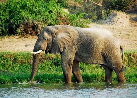 African Bush Elephant Habitat