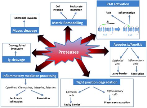 List of Proteolytic Enzymes and the Benefits of Protease Supplements