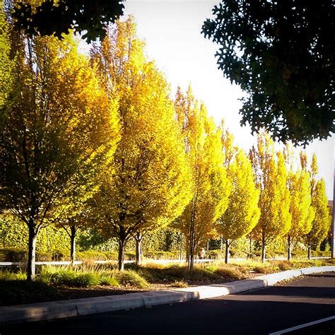 Your Guide To Poplar Trees | The Tree Center™