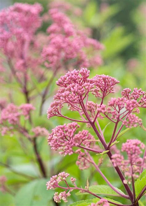 Create a Beautiful Butterfly Garden with These Plants