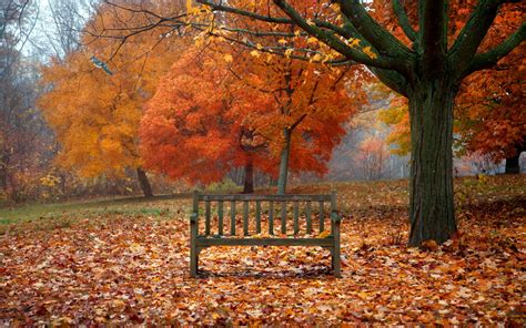 Download Tree Park Fall Man Made Bench HD Wallpaper