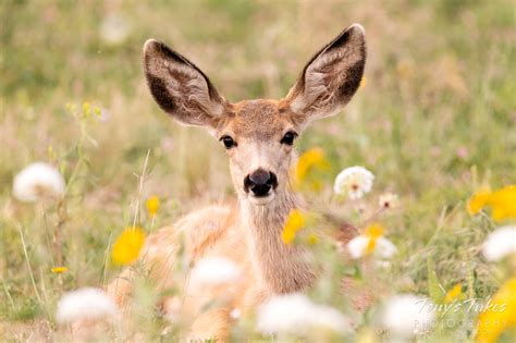 Precious Mule Deer fawn among wildflowers | Tony's Takes Photography